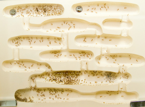 �������ӥ���ť���������