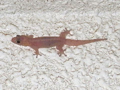 ¥ª¥ó¥Ê¥À¥±¥ä¥â¥ê