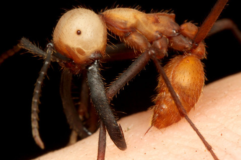 �С������륰�󥿥�����Eciton burchellii