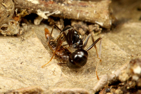 �ҥ饿�����ɥ�