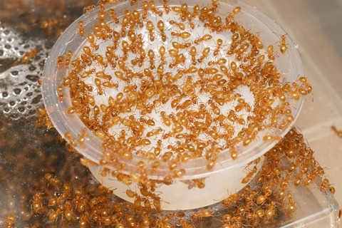 ���ᥤ��������