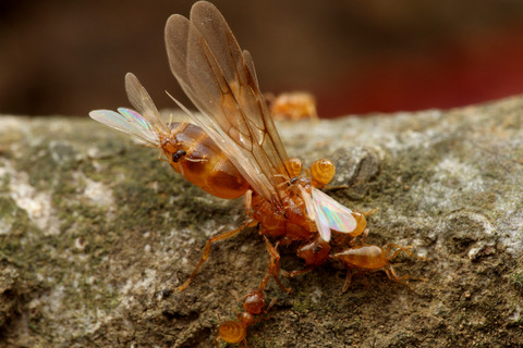 キイロシリアゲアリ Crematogaster osakensis