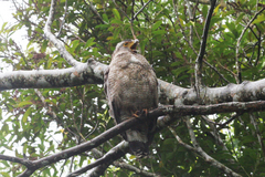 ������亮