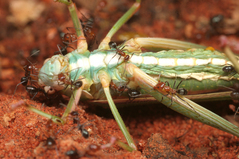 �Хå��򿩤٤륢��