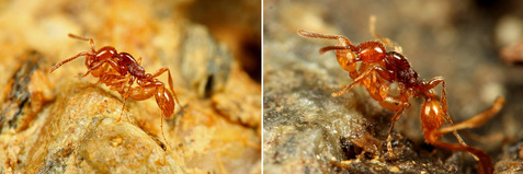 チャイロヒメサスライアリ