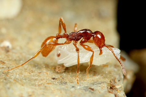 チャイロヒメサスライアリ