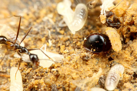 �����������ॷ