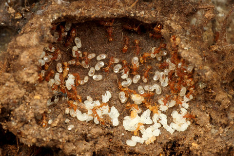 ¥¦¥í¥³¥¢¥ê