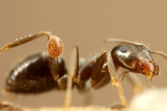 アリに寄生するダニ