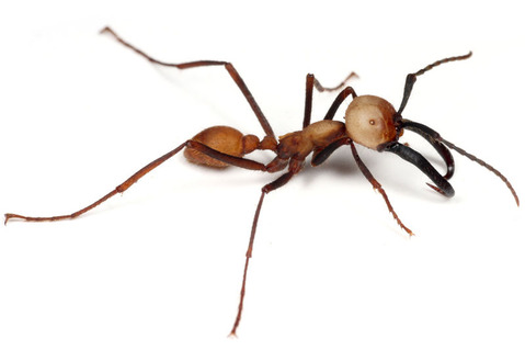 �С������륰�󥿥�����Eciton burchellii