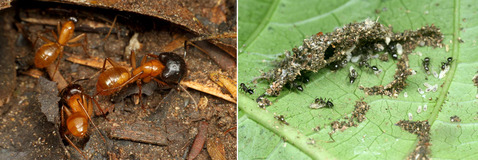 �������ꡡ���ꥢ������