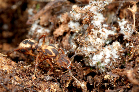 �ҥ�ϥ��ꥢ��Acromyrmex