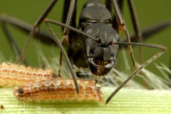 クロシジミとクロオオアリ