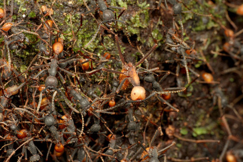 ���󥿥����ꡡ�ӥС���