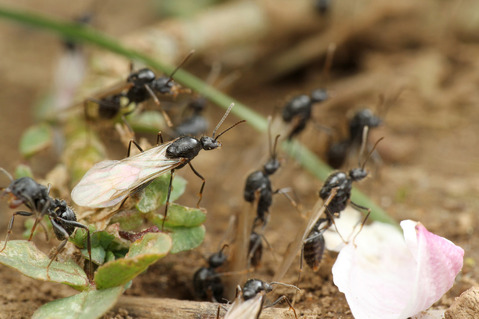 クロナガアリ Messor aciculatus
