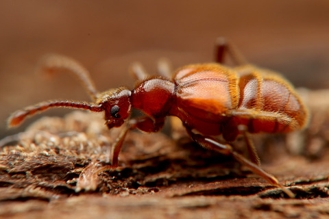 オキナワヒゲカタアリヅカムシ