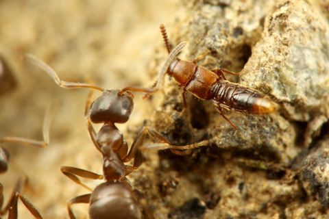 ナガアリヤドリLosiusa oxypodina