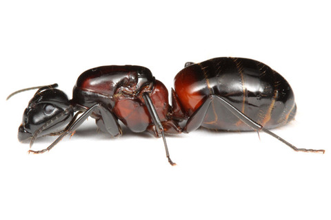 ��ͥ�����������