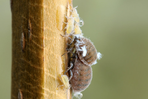 ÀãÃî¤Î°ìÀ¸