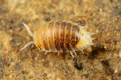 ¥ª¥«¥á¥ï¥é¥¸¥à¥·¡¡¥ª¥ª¥º¥¢¥ê¡¡¥Þ¥ì¡¼¥·¥¢