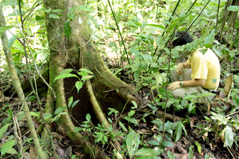 �С������륰�󥿥�����Eciton burchellii