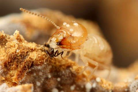 ¥·¥í¥¢¥ê¥Î¥ß¥Ð¥¨