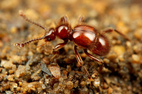 �ĥ��ޥϥꥢ��