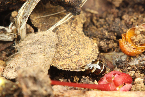 マダラマルハヒロズコガ