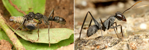 フトハリアリとメダマハネア