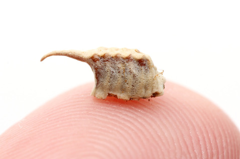 ヒナカマキリの卵に寄生 ナガコバチ