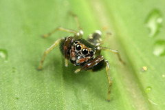 ¥Ï¥¨¥È¥ê¥°¥â¡¡¥Þ¥ì¡¼¥·¥¢