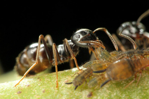 クロクサアリとアブラムシ