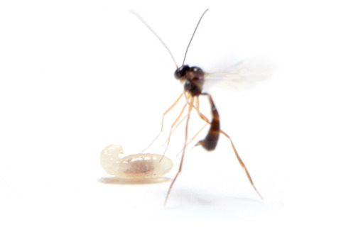 トビイロケアリに寄生するアリヤドリバチの幼虫