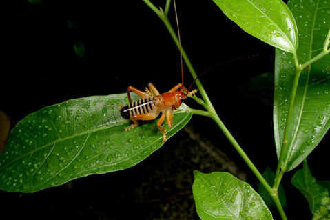 ツリアブモドキ