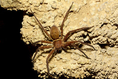 ホソミアシダカグモ