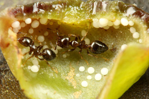 ¥Þ¥«¥é¥ó¥¬