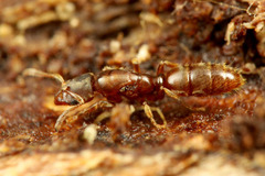 トゲズネハリアリ