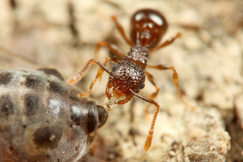 ���ߥᥢ��