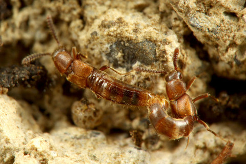 ナガアリヤドリLosiusa oxypodina