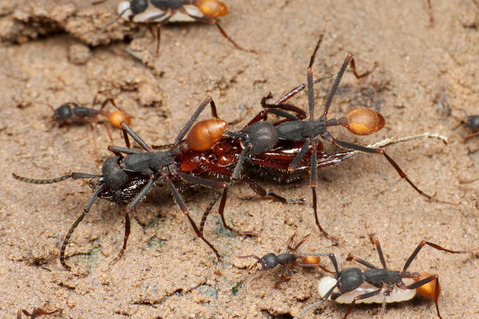 �С������륰�󥿥�����Eciton burchellii