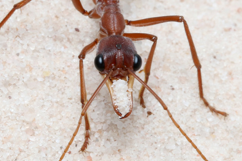 �֥�ɥå�����λҰ��