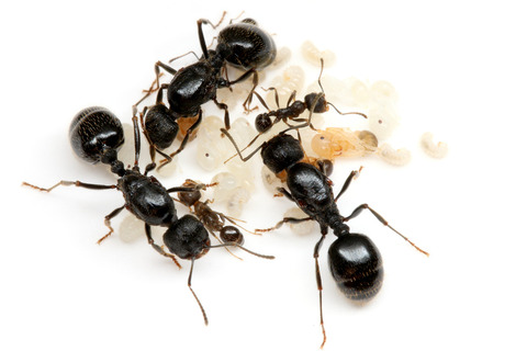 �����ʥ�����