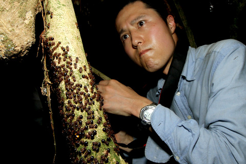 ヨロイアリとカスミカメ