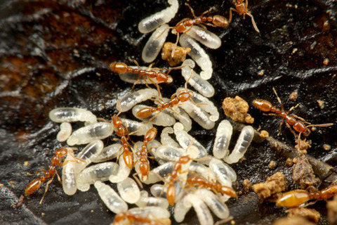 ���奺�ե�����