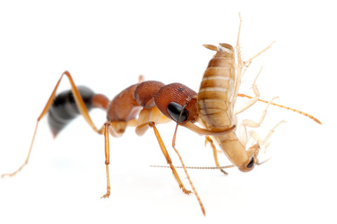 インドクワガタアリ Harpegnathos saltator