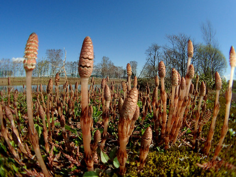 ÀãÃî¤Î°ìÀ¸