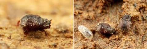 ¥³¥Ö¥Ê¥·¥³¥Ö¥¨¥ó¥Þ²Æì