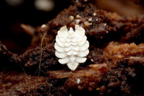 アリの巣で暮らすアブラムシやカイガラムシ