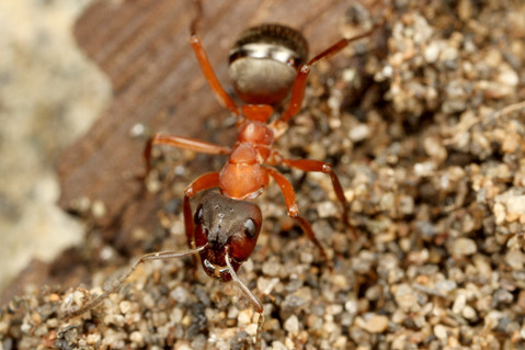 ������ޥ���