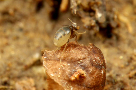 ¥Î¥ß¥Ð¥¨¡¡¥Ï¥·¥ê¥Ï¥ê¥¢¥ê